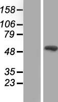 SMAD9 Human Over-expression Lysates NM_005905