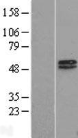 MAGEA10 Human Over-expression Lysates NM_001011543