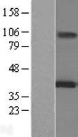 ls004111 magea12 human over expression lysates nm 005367 wb testing 2