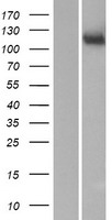 ls004123 man2c1 human over expression lysates nm 006715 wb testing 1