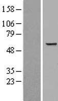Monoamine Oxidase B (MAOB) Human Over-expression Lysates NM_000898