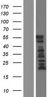 ls004133 map2 human over expression lysates nm 031847 wb testing 4