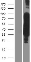 ls004137 tau mapt human over expression lysates nm 001123067 wb testing 5