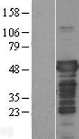 ls004137 tau mapt human over expression lysates nm 016834 wb testing 3
