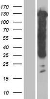 ls004137 tau mapt human over expression lysates nm 016835 wb testing 1