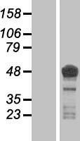 ls004137 tau mapt human over expression lysates nm 016841 wb testing 4