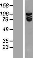 ls004141 methionyl trna synthetase mars human over expression lysates nm 004990 wb testing 1