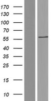 MATK Human Over-expression Lysates NM_002378
