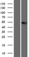 MATN1 Human Over-expression Lysates NM_002379