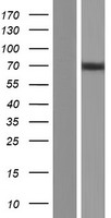 MBD1 Human Over-expression Lysates NM_015845
