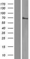 MBD1 Human Over-expression Lysates NM_015846