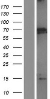 ls004152 mbd1 human over expression lysates nm 015847 wb testing 4