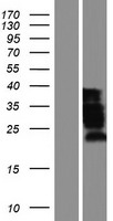 ls004154 mbnl1 human over expression lysates nm 207294 wb testing 3