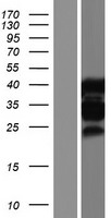 ls004154 mbnl1 human over expression lysates nm 207295 wb testing 4