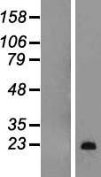 ls004155 myelin basic protein mbp human over expression lysates nm 001025092 wb testing 4