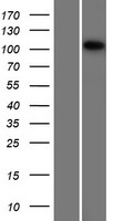 ls004168 mcf2 human over expression lysates nm 001171876 wb testing 1