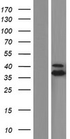 ls004190 mdh1 human over expression lysates nm 001199111 wb testing 1