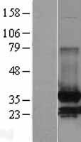 ls004191 mdh2 human over expression lysates nm 005918 wb testing 1