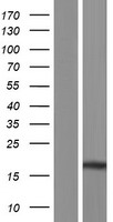 ls004192 midkine mdk human over expression lysates nm 002391 wb testing 4
