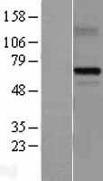 ls004194 mdmx mdm4 human over expression lysates nm 002393 wb testing 1