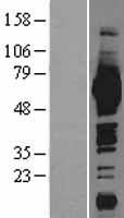 ls004199 me1 human over expression lysates nm 002395 wb testing 1