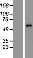 ls004204 mecp2 human over expression lysates nm 004992 wb testing 1