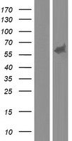 ls004205 mef2a human over expression lysates nm 001130927 wb testing 2