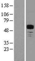 ls004205 mef2a human over expression lysates nm 005587 wb testing 1