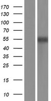 MEF2C Human Over-expression Lysates NM_001193348