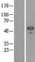 MEF2C Human Over-expression Lysates NM_002397