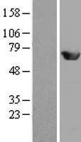 MEF2D Human Over-expression Lysates NM_005920