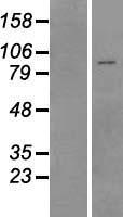 ls004210 pyrin mefv human over expression lysates nm 000243 wb testing 1