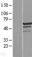 ls004212 meis2 human over expression lysates nm 170676 wb testing 4