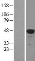 ls004212 meis2 human over expression lysates nm 170677 wb testing 1