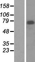 ls004221 menin men1 human over expression lysates nm 130799 wb testing 1
