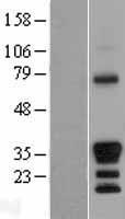 MEOX 2 (MEOX2) Human Over-expression Lysates NM_005924