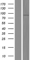 Meprin alpha (MEP1A) Human Over-expression Lysates NM_005588