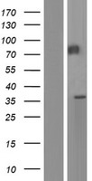 ls004225 meprin beta mep1b human over expression lysates nm 005925 wb testing 1