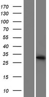 METTL1 Human Over-expression Lysates NM_005371