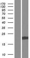 METTL1 Human Over-expression Lysates NM_023033