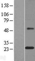 MAGP1 (MFAP2) Human Over-expression Lysates NM_002403