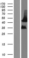 ls004239 mfap4 human over expression lysates nm 001198695 wb testing 1