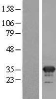ls004239 mfap4 human over expression lysates nm 002404 wb testing 2
