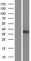 MFGE8 Human Over-expression Lysates NM_001114614