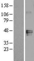 MFGE8 Human Over-expression Lysates NM_005928