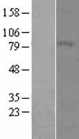 MFI2 (MELTF) Human Over-expression Lysates NM_005929