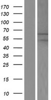 MGAT2 Human Over-expression Lysates NM_002408