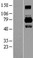 ls004281 mid1 human over expression lysates nm 000381 wb testing 1