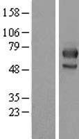 ls004281 mid1 human over expression lysates nm 001098624 wb testing 3