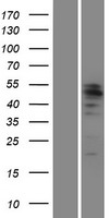 ls004286 mitf human over expression lysates nm 000248 wb testing 1